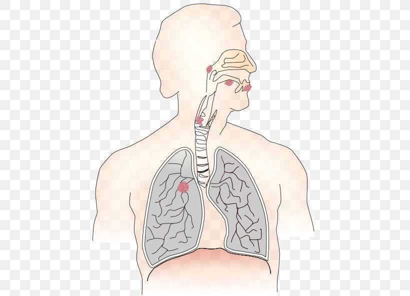 Respiratory System Respiratory Therapist Respiration Breathing Lung, PNG, 456x592px, Watercolor, Cartoon, Flower, Frame, Heart Download Free
