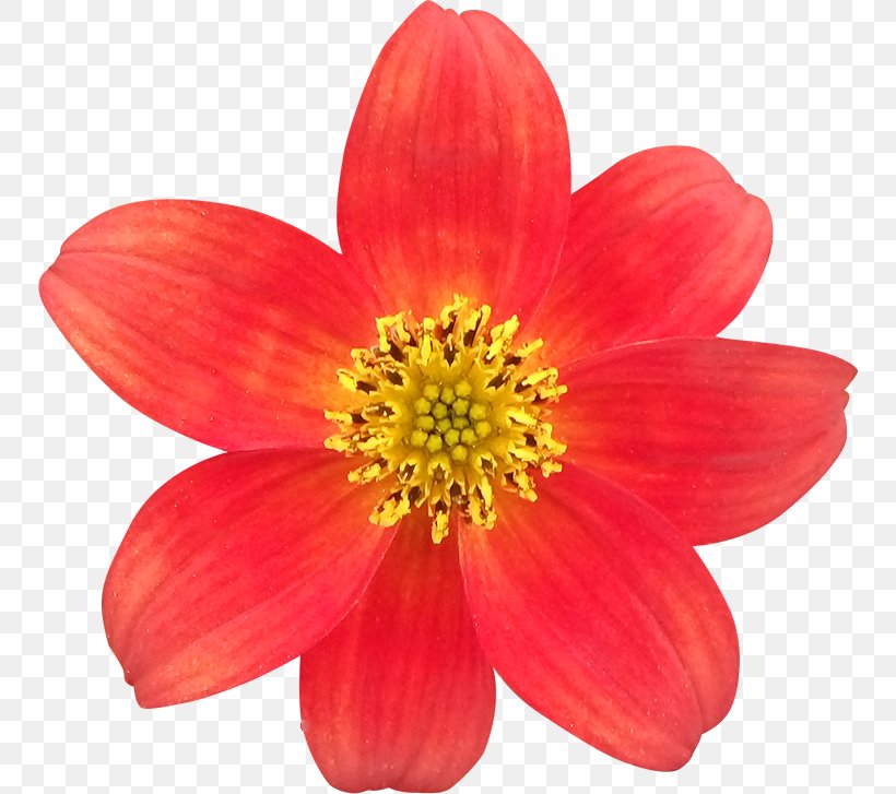 Clipping Path Flower Photography Royalty-free, PNG, 750x727px, Clipping Path, Annual Plant, Dahlia, Daisy Family, Digital Scrapbooking Download Free