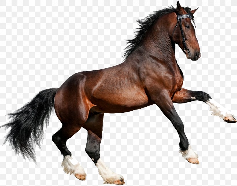 Clydesdale Horse Gallop Equestrian Stock Photography Bay, PNG, 1195x936px, Clydesdale Horse, Animal Figure, Bay, Bit, Black Download Free