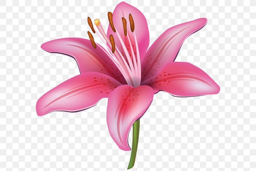 Flower Easter Lily Tiger Lily Clip Art, PNG, 600x550px, Flower, Arumlily, Calla Lily, Color, Cut Flowers Download Free
