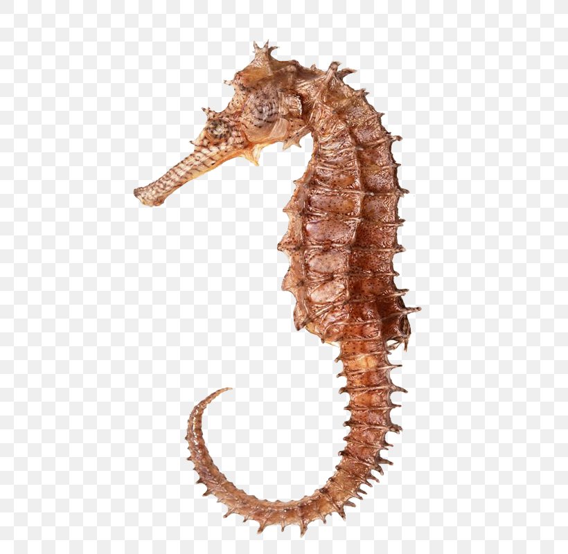 Seahorse Hippocampus Download Icon, PNG, 800x800px, Bony Fishes, Animal, Dwarf Seahorse, Organism, Sea Download Free