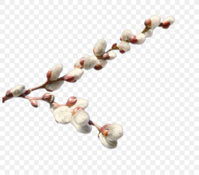 Willow Digital Image Clip Art, PNG, 800x721px, Willow, Body Jewelry, Branch, Digital Image, Information Download Free
