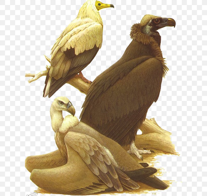 Bald Eagle Turkey Vulture Bird King Vulture, PNG, 622x777px, Bald Eagle, Accipitriformes, Art, Beak, Bearded Vulture Download Free