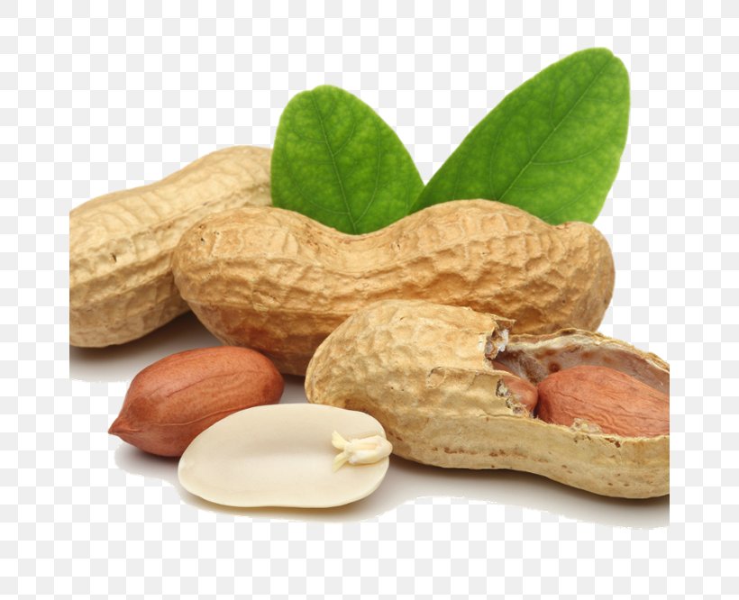 Cashew Tree, PNG, 666x666px, Peanut, Almond, Apricot Kernel, Cashew, Deepfried Peanuts Download Free