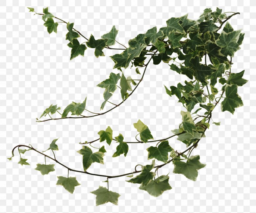 Common Ivy Houseplant Devil's Ivy Vine, PNG, 1600x1333px, Common Ivy, Branch, Fatshedera Lizei, Flowering Plant, Grapevine Family Download Free