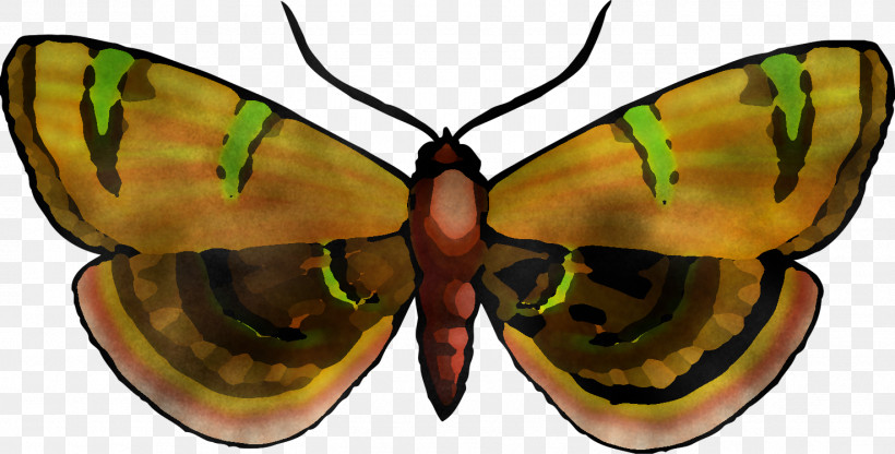 Glasses, PNG, 1475x750px, Insect, Butterfly, Emperor Moths, Eyewear, Glasses Download Free