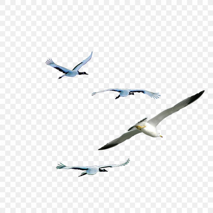 Animal Flight Bird Wing, PNG, 1000x1000px, Flight, Animal, Animal Flight, Beak, Bird Download Free