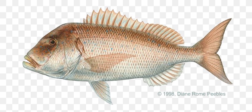 Common Dentex Scup Porgy Fishing, PNG, 720x366px, Common Dentex, Animal Source Foods, Cero, Dentex, Dentex Macrophthalmus Download Free