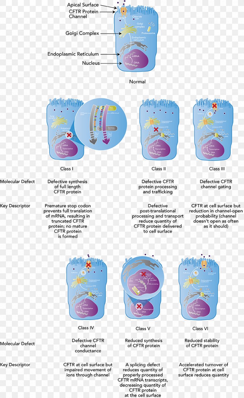 Cystic Fibrosis Transmembrane Conductance Regulator Mutation Protein Cell, PNG, 910x1488px, Mutation, Cell, Cystic Fibrosis, Disease, Drinkware Download Free