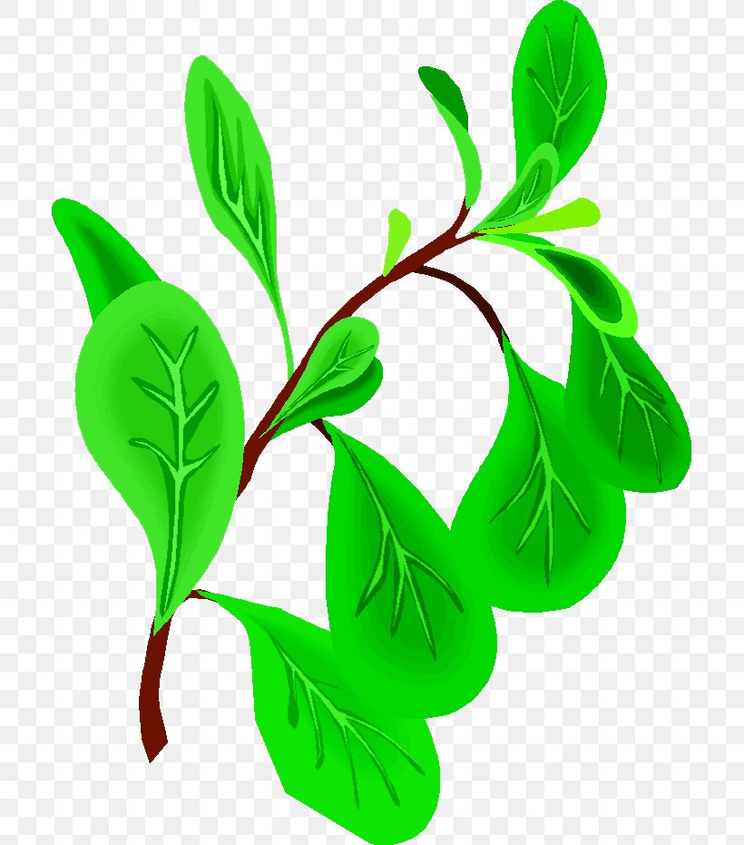 Oregano Herb Basil Clip Art, PNG, 705x931px, Oregano, Basil, Branch, Drawing, Flower Download Free