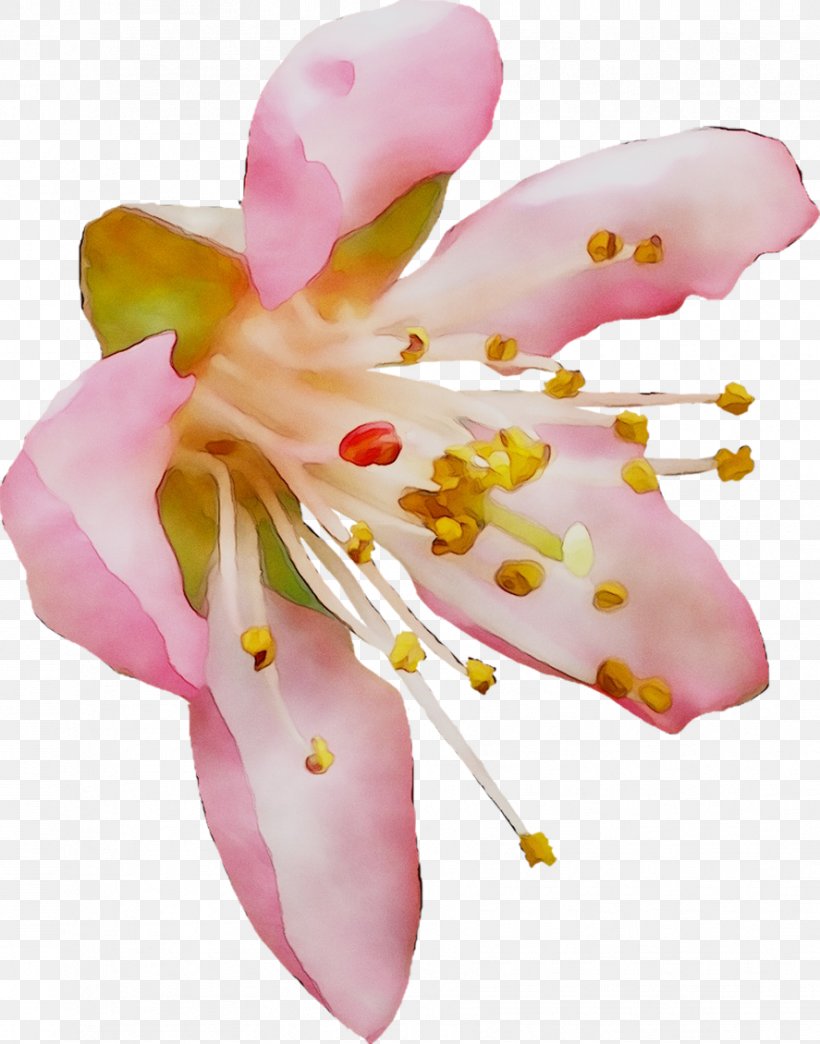 Moth Orchids Cut Flowers Pink M, PNG, 887x1130px, Moth Orchids, Alismatales, Anthurium, Blossom, Cut Flowers Download Free