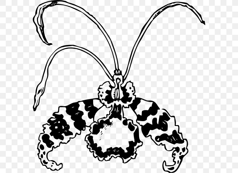 Moth Orchids Encyclia Flower Clip Art, PNG, 594x596px, Moth Orchids, Arthropod, Artwork, Black And White, Body Jewelry Download Free