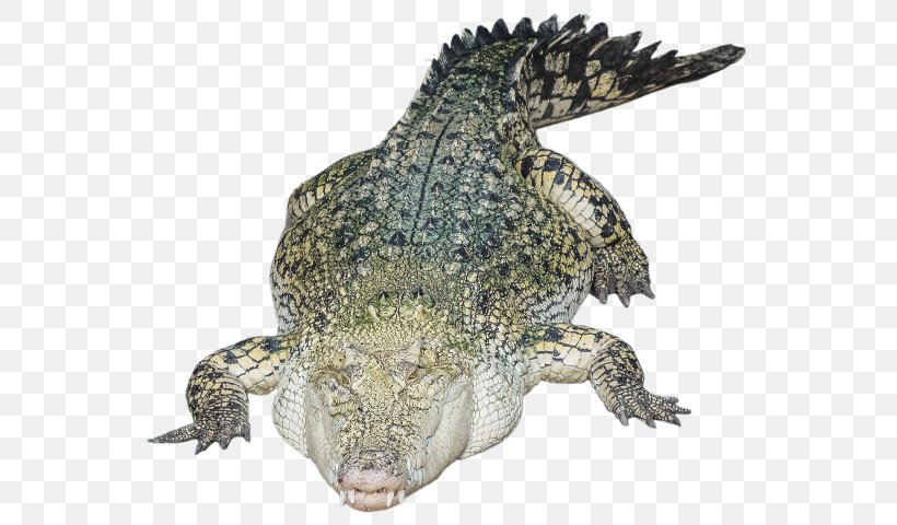 Nile Crocodile Alligators Clip Art, PNG, 576x480px, Nile Crocodile, Alligator, Alligators, Crocodile, Crocodiles Download Free