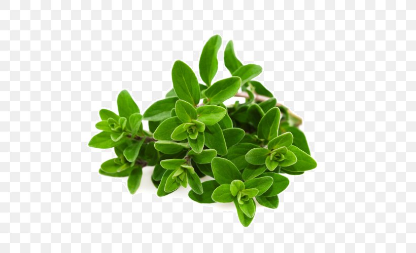 Oregano Marjoram Herb Essential Oil Tea, PNG, 500x500px, Oregano, Basil, Essential Oil, Fines Herbes, Flower Download Free