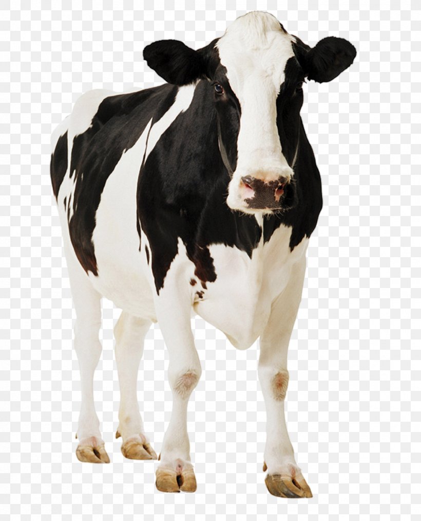 Standee Holstein Friesian Cattle Poster Cardboard Paperboard, PNG, 1100x1359px, Standee, Box, Calf, Cardboard, Cattle Download Free