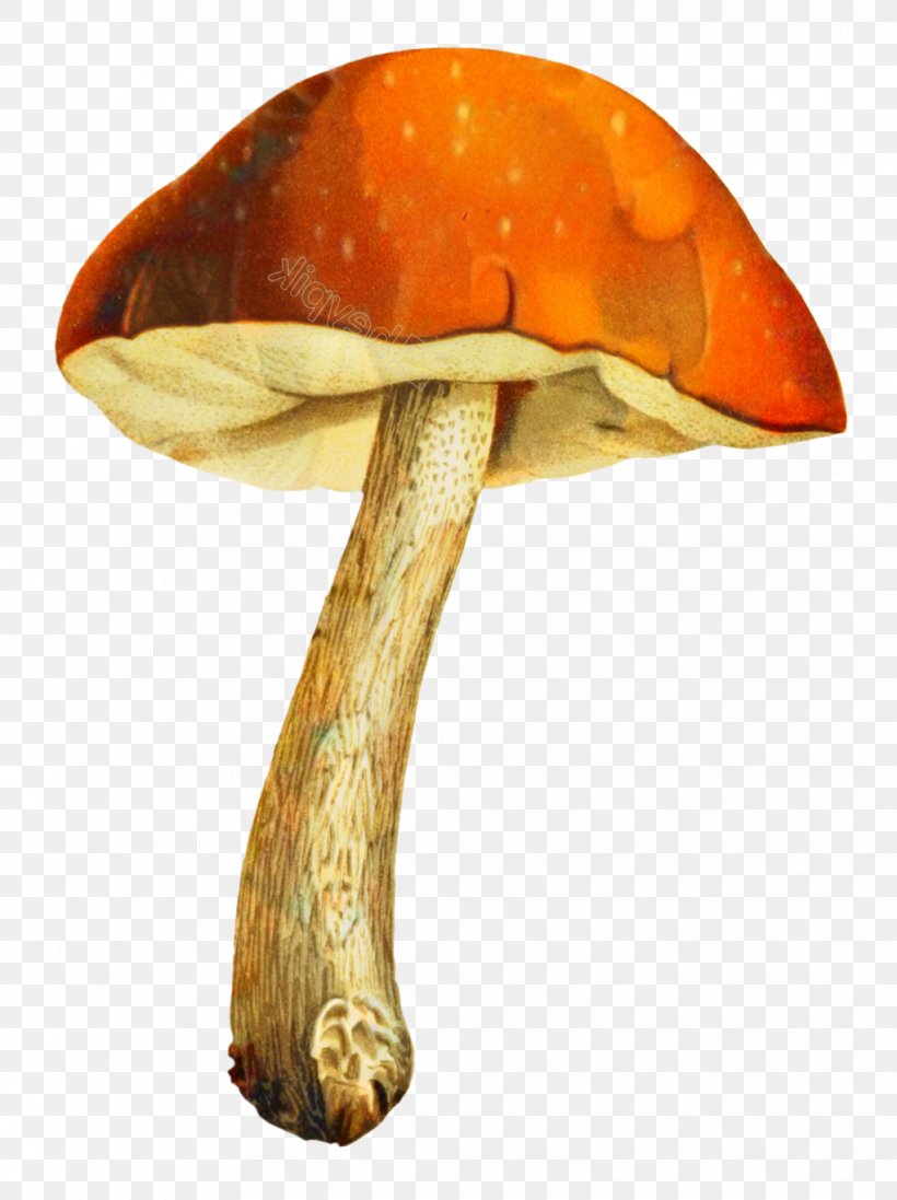 Edible Mushroom Medicinal Fungi Medicine Orange S.A., PNG, 1021x1366px, Edible Mushroom, Agaric, Agaricaceae, Agaricomycetes, Agaricus Download Free