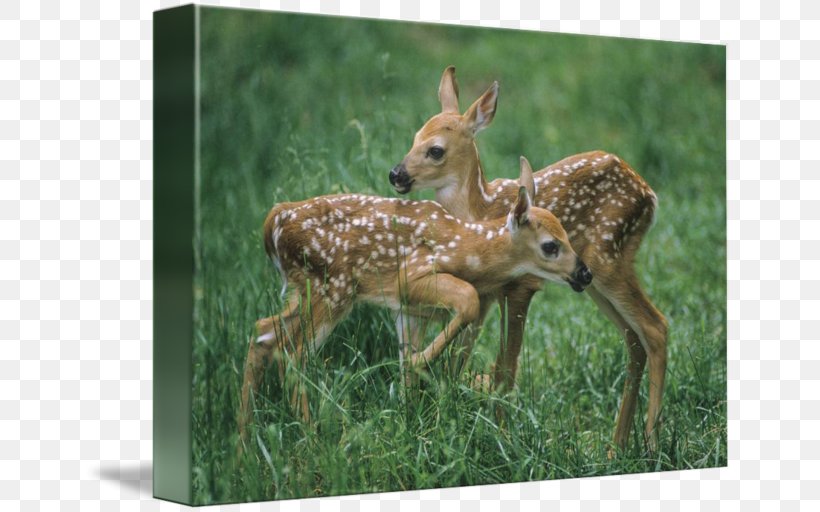 White-tailed Deer Terrestrial Animal Wildlife, PNG, 650x512px, Whitetailed Deer, Animal, Deer, Fauna, Fawn Download Free