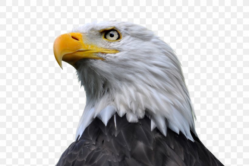 Bald Eagle Stock Photography, PNG, 1235x822px, Bald Eagle, Accipitriformes, Alamy, Beak, Bird Download Free