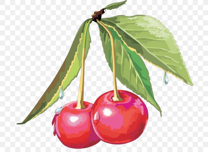 Cerasus Drawing Sweet Cherry Clip Art, PNG, 706x600px, Cerasus, Accessory Fruit, Acerola, Acerola Family, Apple Download Free