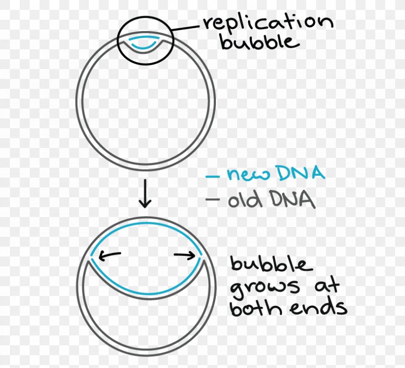 DNA Replication Prokaryote Bacteria Origin Of Replication, PNG, 833x758px, Dna Replication, Area, Bacteria, Blue, Body Jewelry Download Free