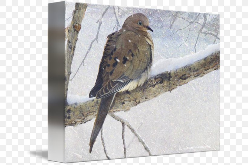 Hawk Fauna Wood Beak American Sparrows, PNG, 650x547px, Hawk, American Sparrows, Beak, Bird, Emberizidae Download Free