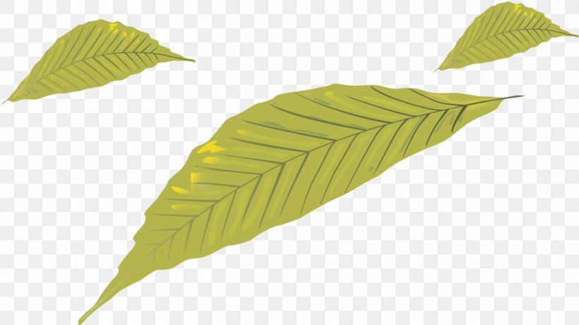 Leaf, PNG, 1361x765px, Leaf, Green, Plant Download Free