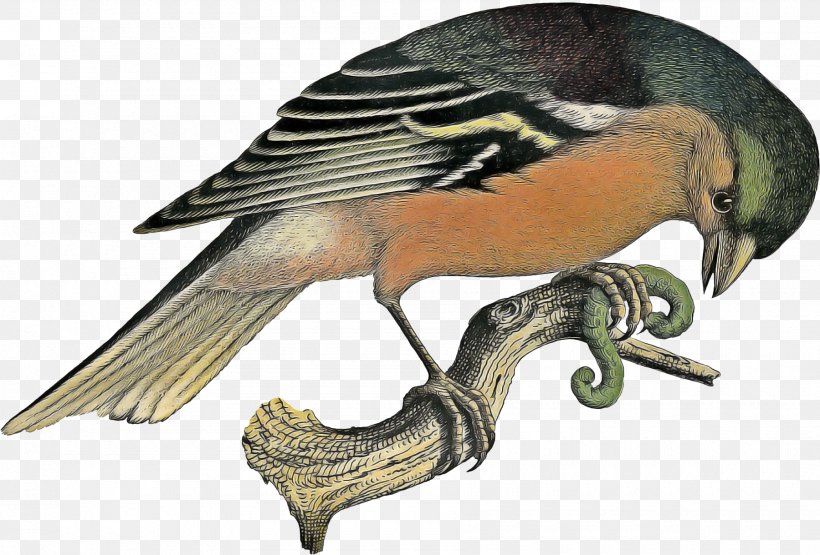 Swallow Bird, PNG, 1800x1220px, Beak, Bird, Bird Of Prey, Chickadee, European Swallow Download Free