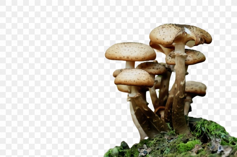 Mushroom Edible Mushroom Agaricus Champignon Mushroom Agaricaceae, PNG, 2448x1632px, Watercolor, Agaricaceae, Agaricomycetes, Agaricus, Champignon Mushroom Download Free
