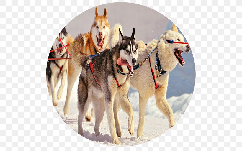 Sakhalin Husky Siberian Husky Alaskan Malamute Alaskan Husky Puppy, PNG, 512x512px, Sakhalin Husky, Alaskan Husky, Alaskan Malamute, Breed, Canadian Eskimo Dog Download Free