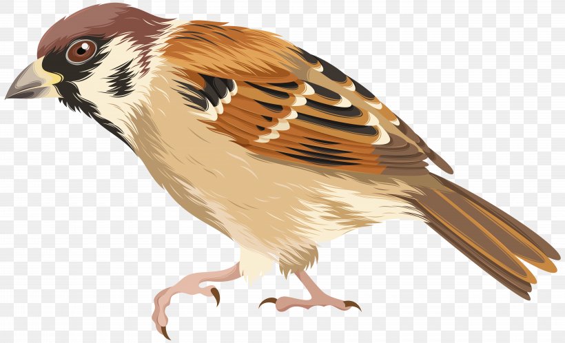 Sparrow Bird Clip Art, PNG, 8000x4860px, Bird, Beak, Coreldraw, Fauna, Feather Download Free