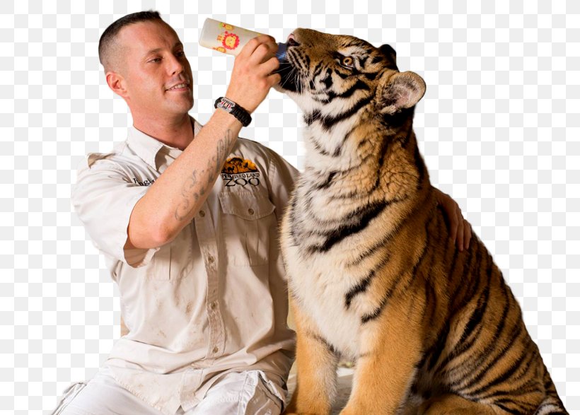 Branson's Promised Land ZOO Tiger Bransons Wild World Tourist Attraction, PNG, 800x587px, Tiger, Aggression, Aquarium, Big Cats, Branson Download Free