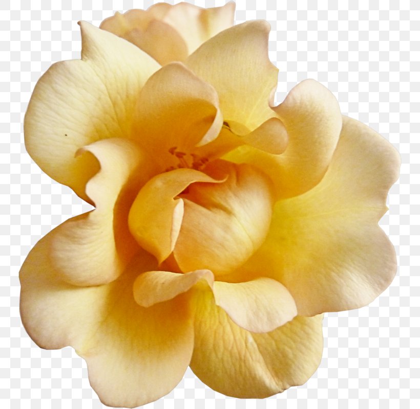 Flower Garden Roses Yellow Scrapbooking, PNG, 748x800px, Flower, Beige, Color, Cut Flowers, Floribunda Download Free