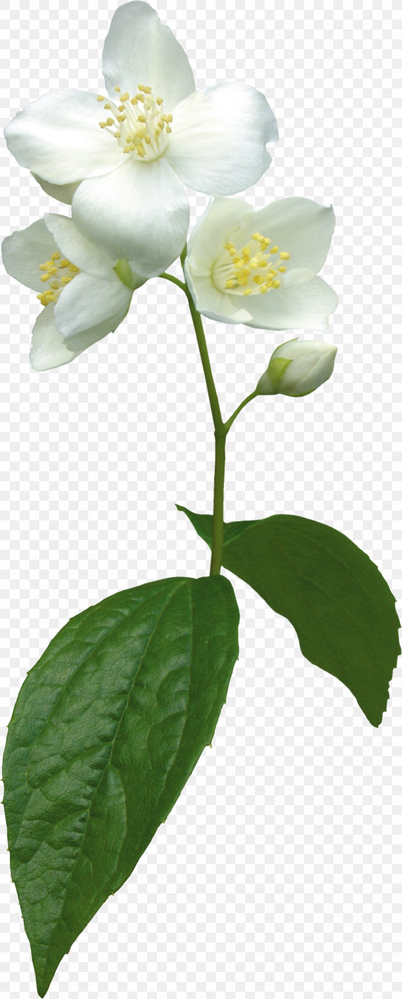 Flower Jasmine Plant Clip Art, PNG, 1440x3575px, Flower, Digital Image, Flowering Plant, Jasmine, Petal Download Free