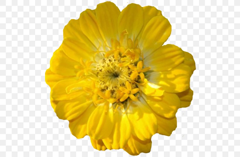 Flower Yellow Petal Seed Marigold, PNG, 527x539px, Flower, Annual Plant, Calendula, Catnip, Daisy Family Download Free