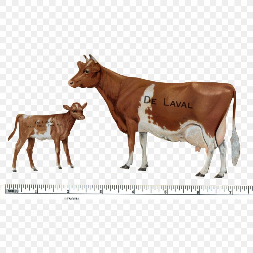 Guernsey Cattle Calf Jersey Cattle Beef Cattle Dairy Cattle, PNG, 1763x1763px, Guernsey Cattle, Animal, Beef Cattle, Calf, Cattle Download Free