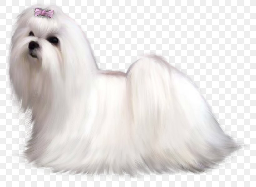 Maltese Dog Bolognese Dog Bolonka Yorkshire Terrier Russkiy Toy, PNG, 794x598px, Maltese Dog, Animal, Beagle, Bichon, Bichon Frise Download Free