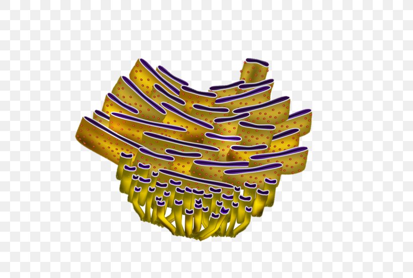 Rough Endoplasmic Reticulum Smooth Endoplasmic Reticulum Cell Organelle,  PNG, 625x552px, Endoplasmic Reticulum, Biology, Cell, Cell Theory,