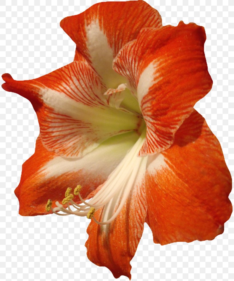 Download Flower, PNG, 810x987px, Flower, Alstroemeriaceae, Amaryllis Belladonna, Amaryllis Family, Cut Flowers Download Free