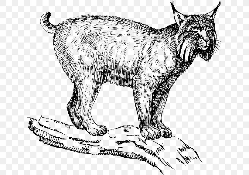 Eurasian Lynx Felidae Wildcat Bobcat Clip Art, PNG, 640x576px, Eurasian Lynx, Animal Figure, Artwork, Big Cat, Big Cats Download Free
