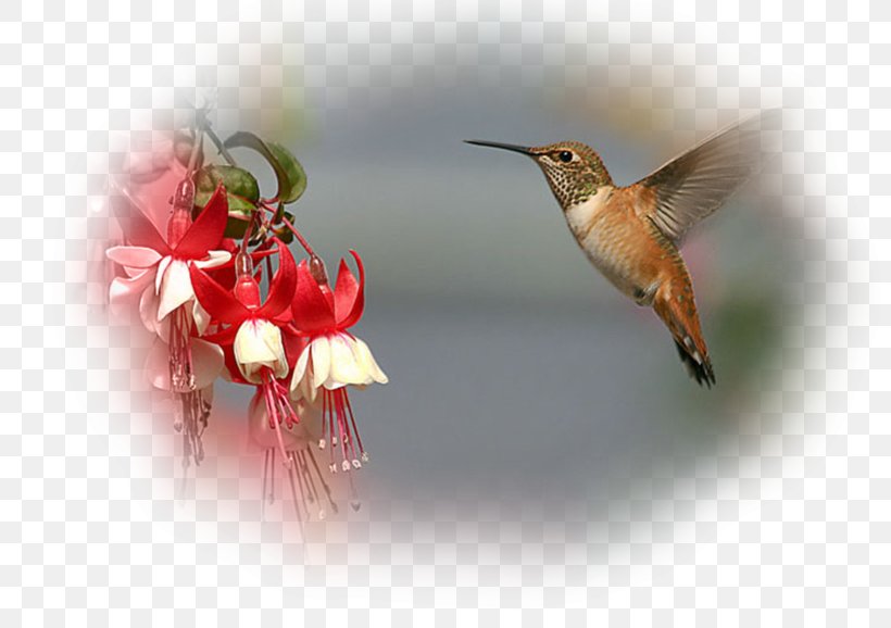 Hummingbird Desktop Wallpaper Fregatidae Wallpaper, PNG, 800x578px, Bird, Beak, Bird Flight, Bird Nest, Display Resolution Download Free