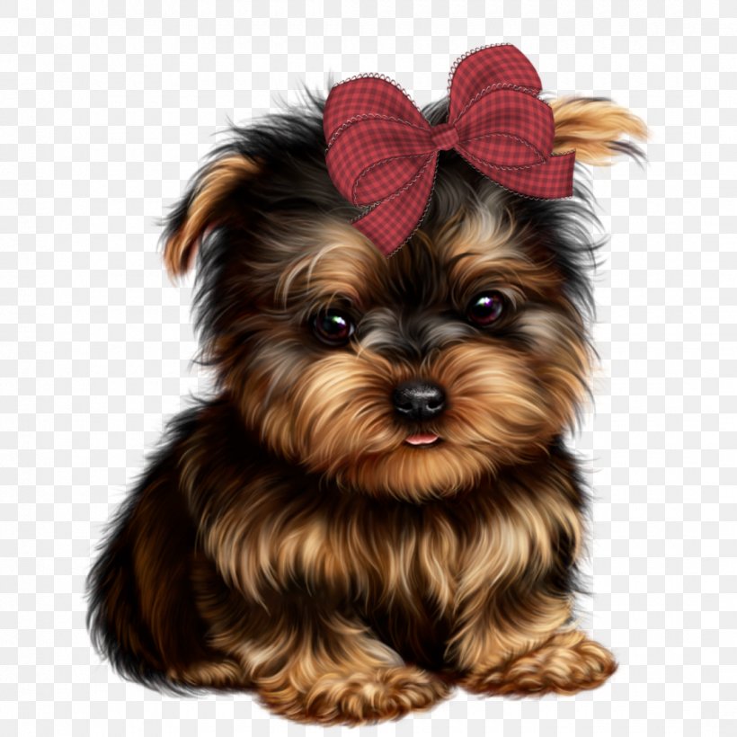 Yorkshire Terrier Morkie Yorkipoo Puppy Australian Silky Terrier, PNG, 1080x1080px, Yorkshire Terrier, Animal, Australian Silky Terrier, Biewer Terrier, Breed Download Free