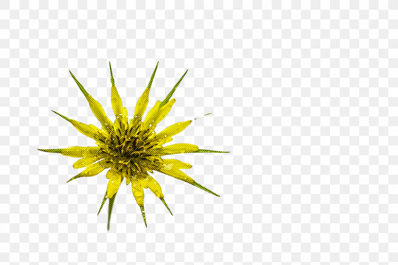 Dandelion Yellow, PNG, 1920x1280px, Dandelion, Yellow Download Free