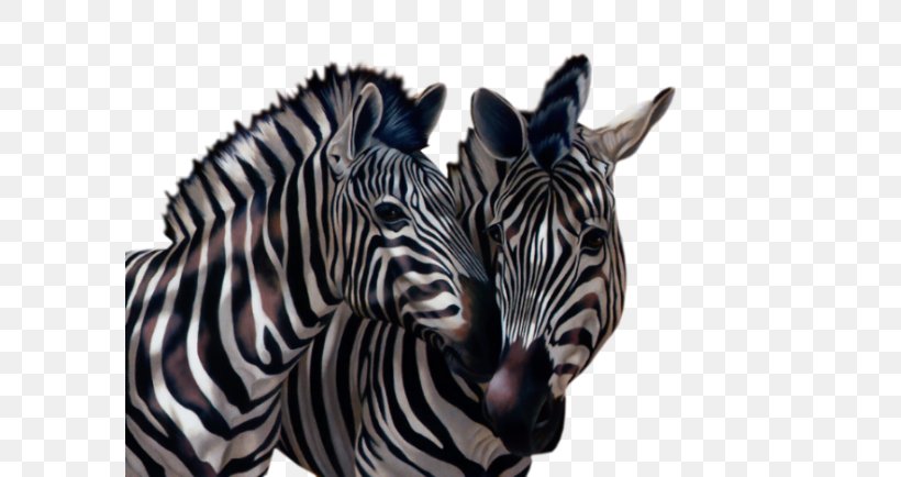Quagga Horses Baby Zebra Okapi, PNG, 592x434px, Quagga, Animal, Baby Zebra, Fauna, Giraffe Download Free