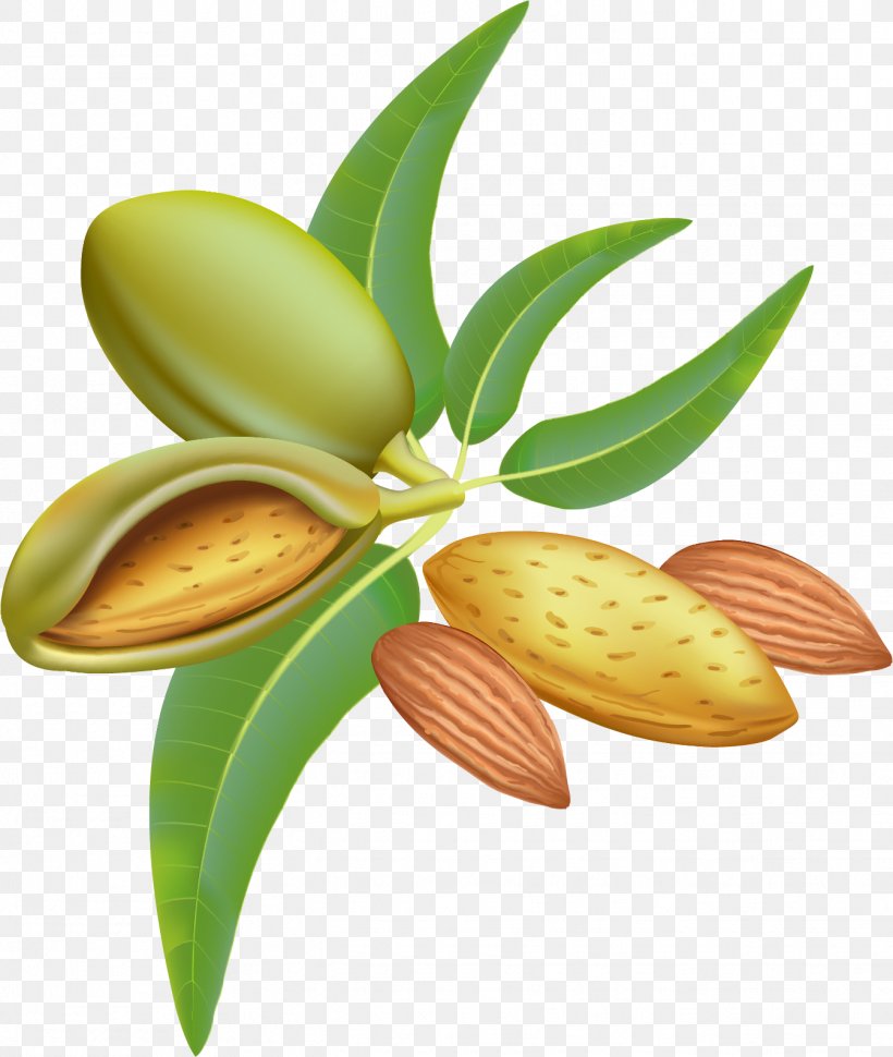 Almond Royalty-free Stock Photography Clip Art, PNG, 1344x1590px, Almond, Almond Oil, Drawing, Flower, Food Download Free