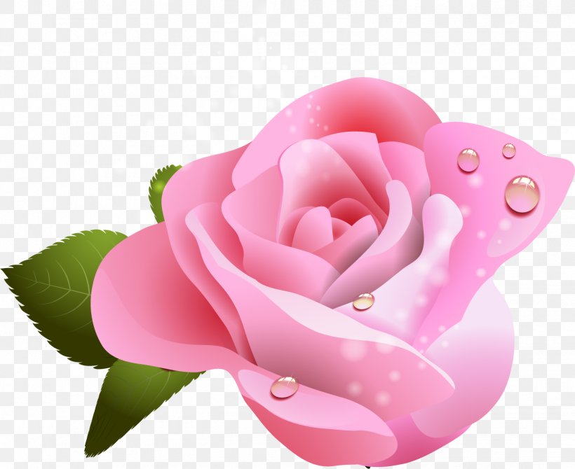 Garden Roses White Red Yellow, PNG, 1417x1158px, Garden Roses, Cabbage Rose, Close Up, Cut Flowers, Floribunda Download Free