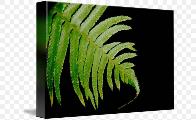 Ostrich Fern Leaf Terrestrial Plant, PNG, 650x506px, Fern, Ferns And Horsetails, Leaf, Organism, Ostrich Fern Download Free