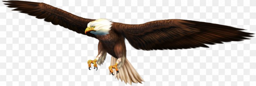 Bald Eagle Oryol Beak Clip Art, PNG, 1200x403px, Bald Eagle, Accipitriformes, Animal Figure, Beak, Bird Download Free