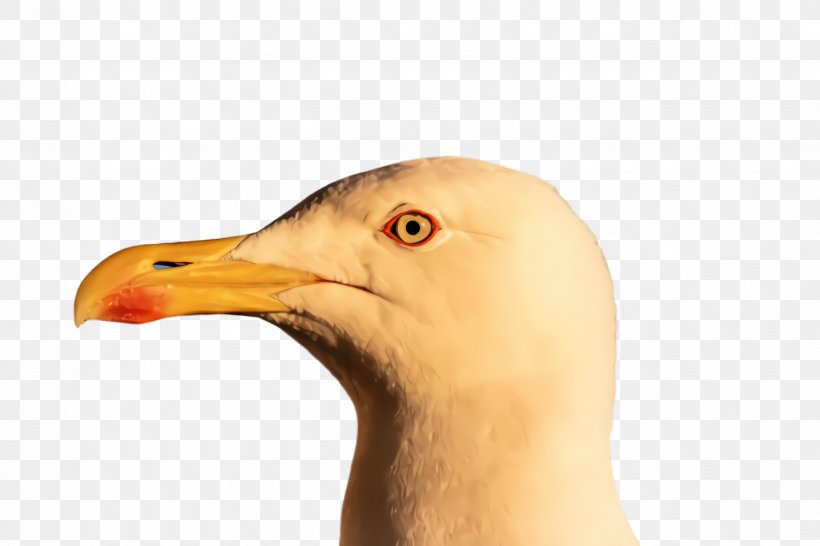 Bird Beak Close-up Gull Neck, PNG, 2448x1632px, Bird, Beak, Closeup, Gull, Neck Download Free