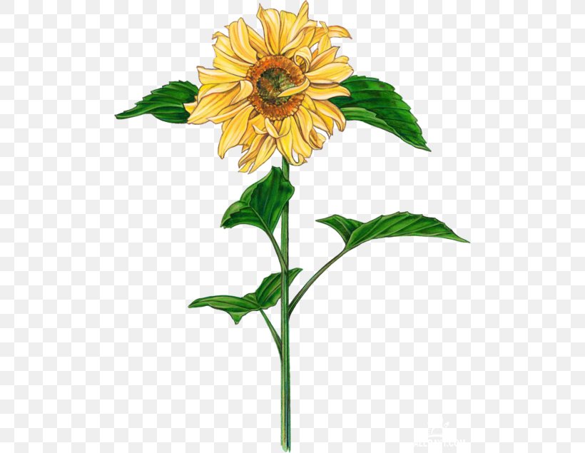 Common Sunflower Brochure Drawing, PNG, 500x635px, Common Sunflower, Annual Plant, Art, Brochure, Cut Flowers Download Free