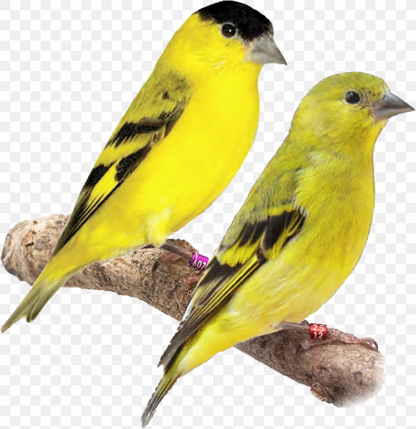 Domestic Canary European Goldfinch Eurasian Siskin Yellow-faced Siskin Tarin, PNG, 1127x1164px, Domestic Canary, Beak, Bird, Canary, Carduelis Download Free